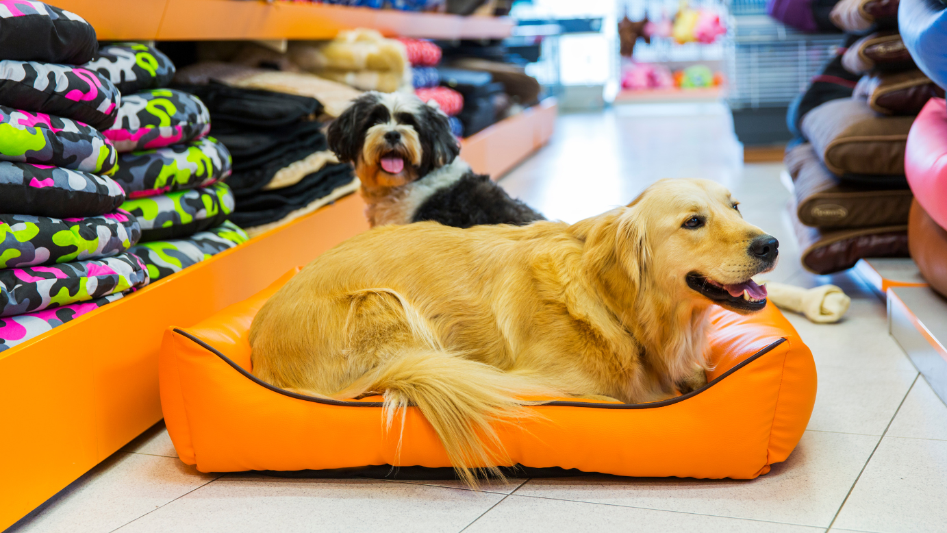 The Magic of a Cuddle Bed for Your Beloved Pet