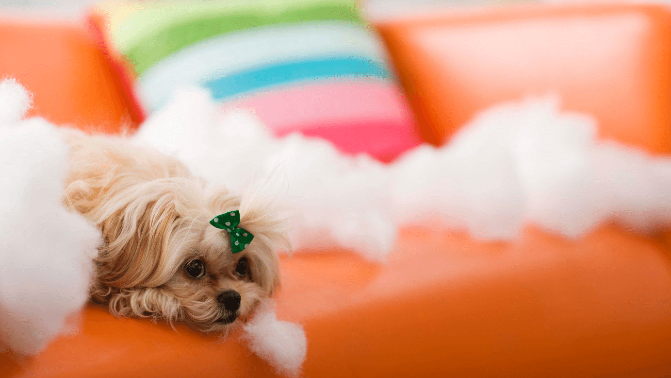 15 Easy Peasy Ways To Bust Through Dog Boredom