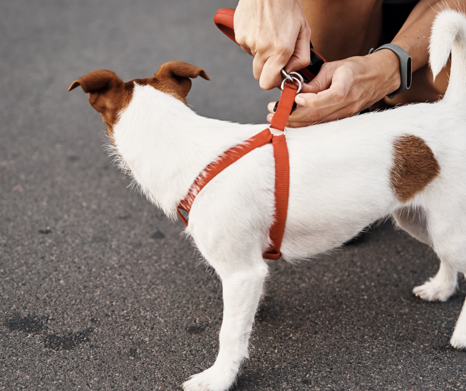 How To Measure Your Dog For A Harness - The Right Way!