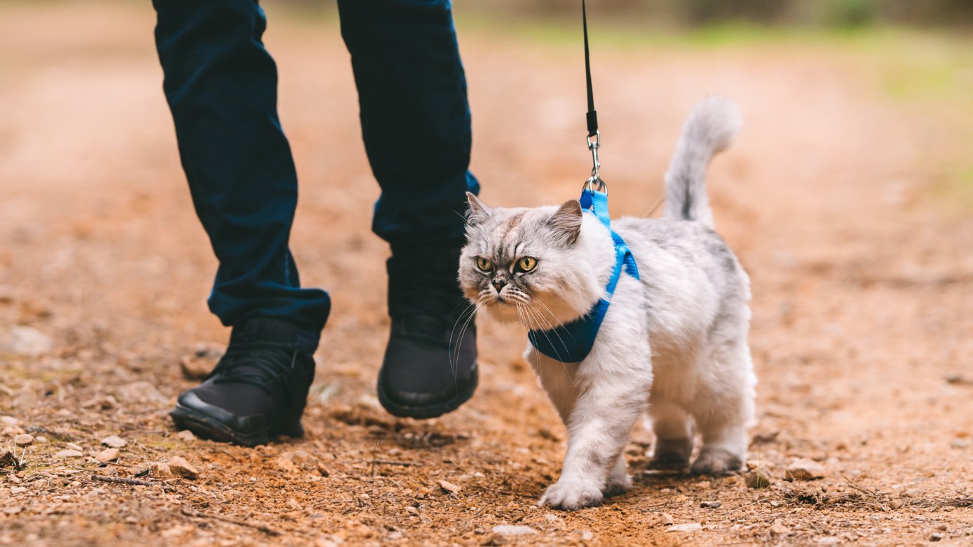 The Best Stylish Pet Collars, Harnesses, And Leashes For Dogs & Cats