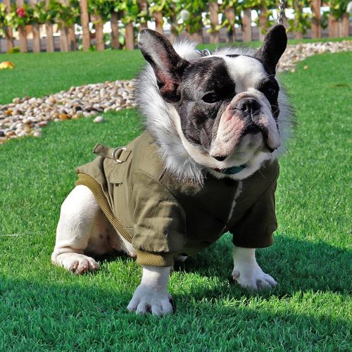 Army style fur hooded dog coat in olive, dog model