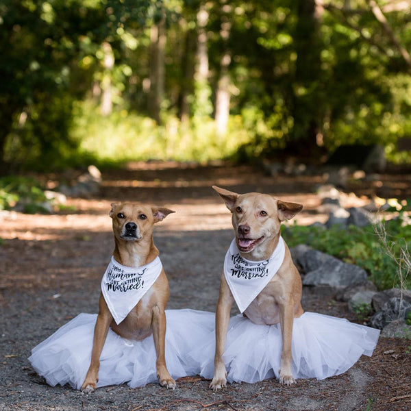 Engagement dog bandana best sale