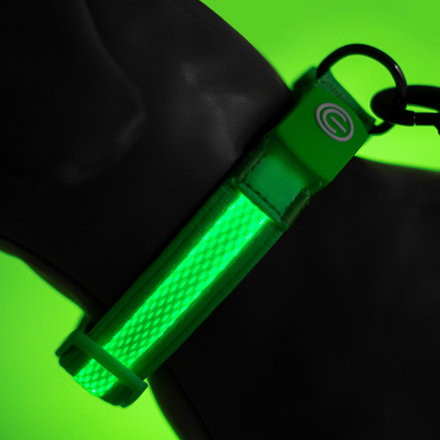 LED Dog Collar for safety, rechargeable, green.